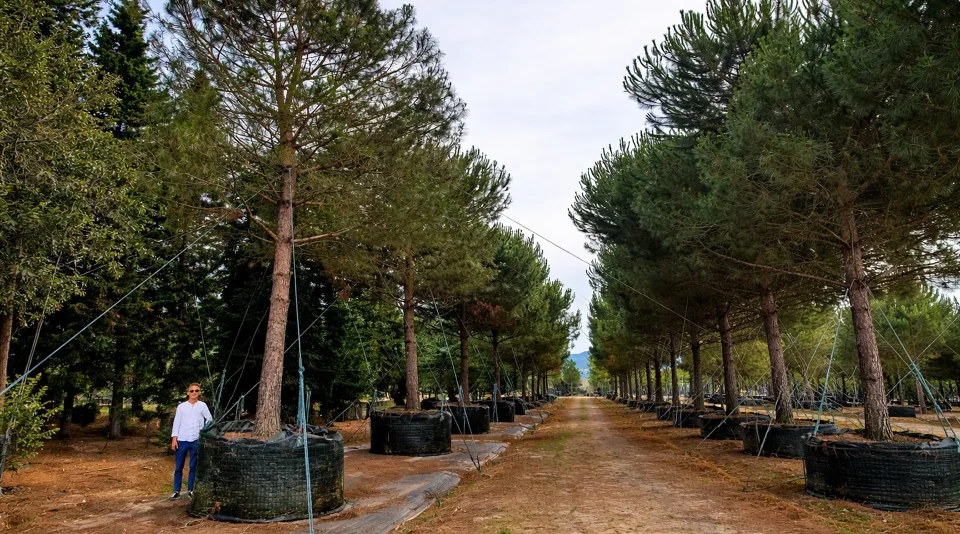 vivai-italiani-piante-esemplari-landscapeit-1